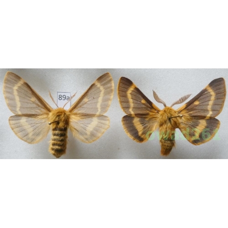 Lemonia dumi (Linnaeus, 1761) pair Czech89a